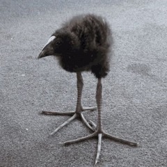 BADRAM - THAT BIRD THAT I HATE