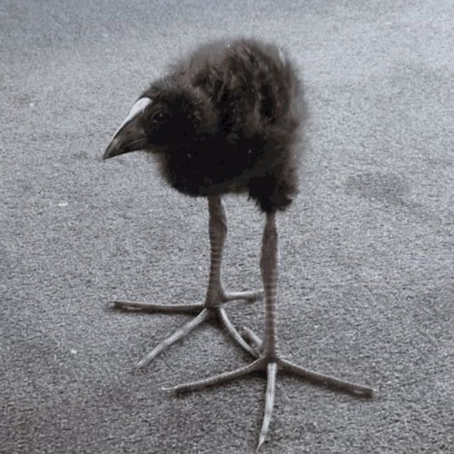 BADRAM - THAT BIRD THAT I HATE