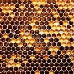 Buzz Buzz Buzz Went The Honey Bee