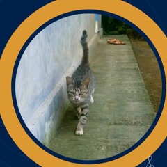 Achmad Khoerul Daus - Kenanglah Sahabat (Kucing)