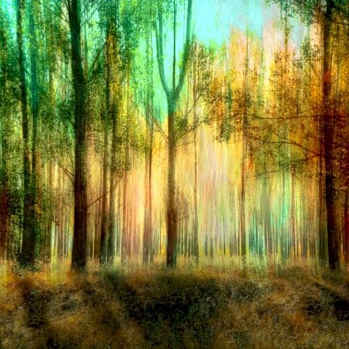 Trees Soundscapes | Sample Stream Library
