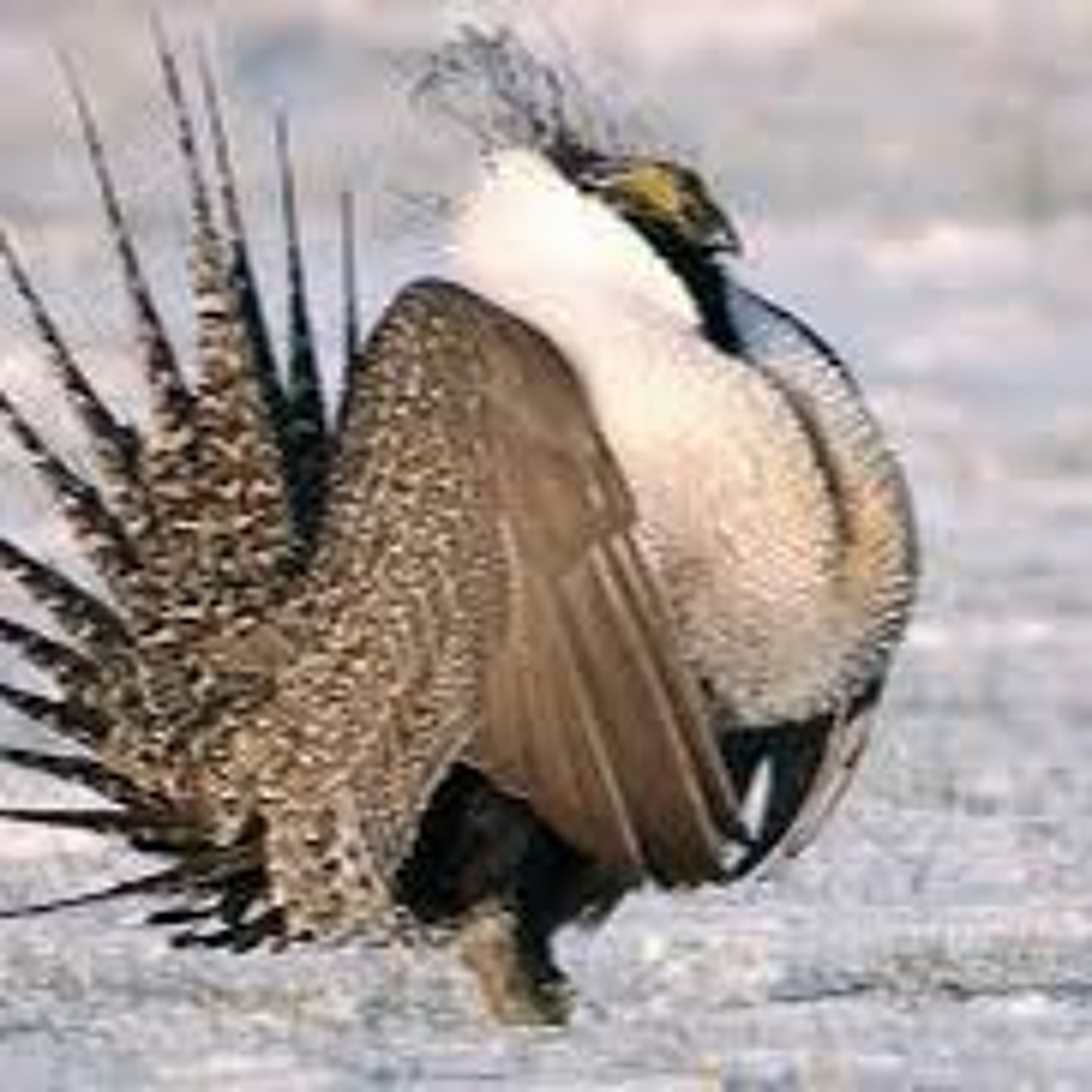 News Brief Oct. 19 | COVID Spikes in Wyoming Prisons, Sage-Grouse Population on the Decline episode artwork
