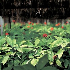 lil Engine That Could