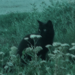 бродячий кот
