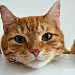 Nuha Bahrin, Naufal Azrin - CASABLANCA (Adnan Veron Edit).mp3