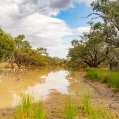 Bowra Sanctuary Morning