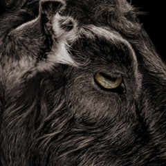 Black Philip (Extended 2025 Breakbeat Mix)