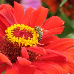 Welcome Table - Remix with Jolly Jankins!