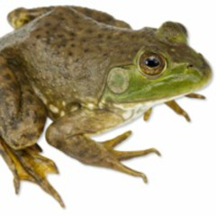 American Bullfrog (Lithobates catesbeianus)