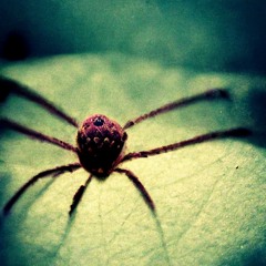 A Noiseless Patient Spider (Walt Whitman; K Loops)