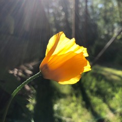 KINDNESS TO SELF USING THE BREATH 8 MINS