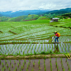 rice field