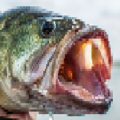 bass