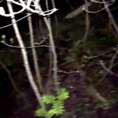 тёмный лес (prod. by akkiru1, narxi)