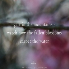 gale in the mountains - watch how the fallen blossoms carpet the water II naviarhaiku 514