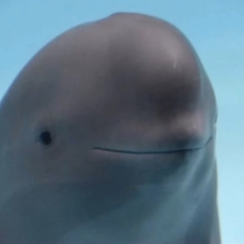 Dorsal
