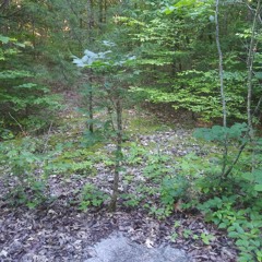 Cleopatra - The Lumineers cover