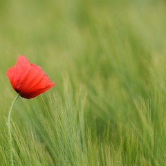 Ingo Länzn I Sommerfest I Aken 24'