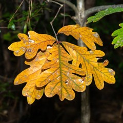 White Oak