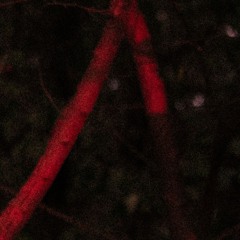 Taxus