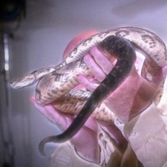 I Saw An Ambulance Drive Down The Road