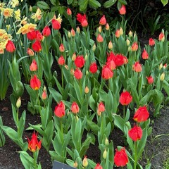 The Tulips Of Amsterdam - Emil recording 3 August 2024