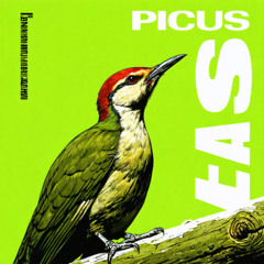 Picus