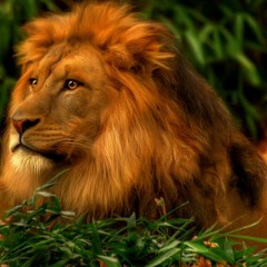 M2P - Freestyle Mi Homme Mi Lion