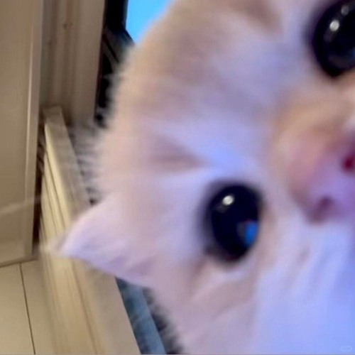 Nhiều lần anh cố nghĩ...