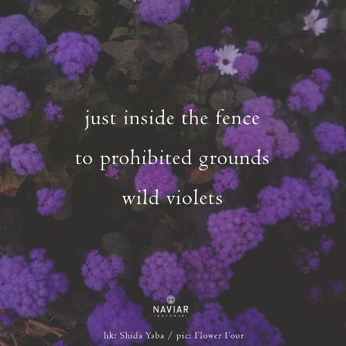 haiku #605: just inside the fence / to prohibited grounds / wild violets