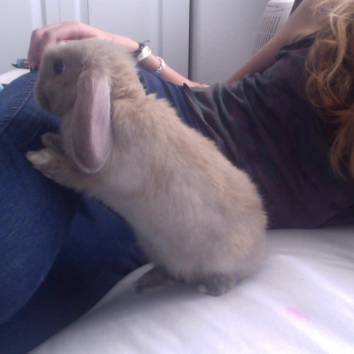 СН☰Г w/ White Napping