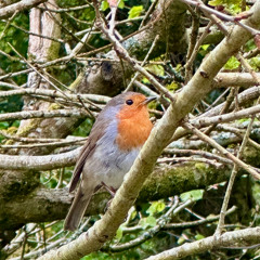 Birdsong