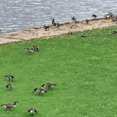 Heidelberg sound map teaser: Swan geese and Egyptian geese on the banks of the Neckar River