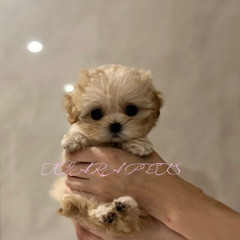 マルプー子犬の健全な育成とご紹介｜TIARA PETS