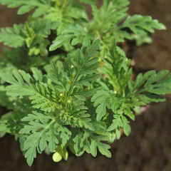 Як правильно висмикувати амброзію та чому за її знищення варто платити?