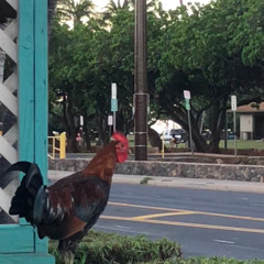 chris of tempo - november strike