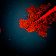 BVNDRØP - TECHNO/DARK DISCO SET