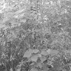 Sam Lazaro Bros (1984)