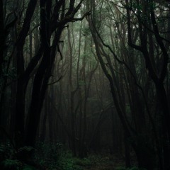 Mysterious Forest (Production Music)