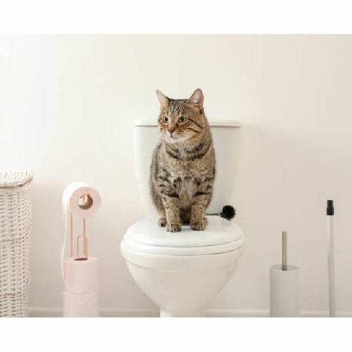 Stream Why Does My Cat Have Diarrhea? by Glandex Listen online for