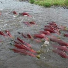 ခင်မောင်တိုး_-_ဆယ်လ်မွန်ငါးတို့အပြန်_(Audio)