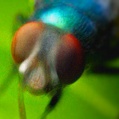 The houseflys boss battle (im the boss)