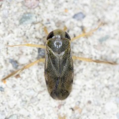 Water Boatman Sounds