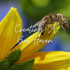 Creating A Bee Haven
