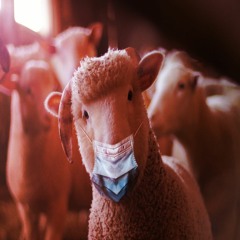 Pyridoxine Oxide - The Devils Playground