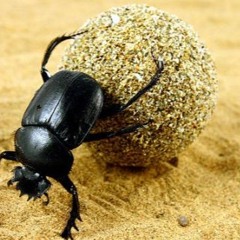 Do the Dung Beetle Dance