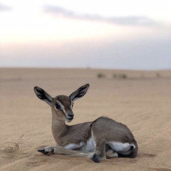 والله لا أنسيتس الزعل لين ترضين