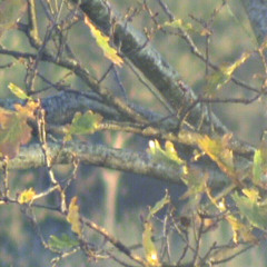 A Breath of Irresistible Freshness