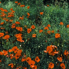 Roter Mohn
