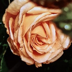 roses by nardine sanderson.wav